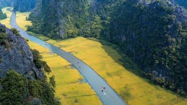 Sắc vàng Tam Cốc. (Ảnh: Sở Du lịch Ninh Bình cung cấp)