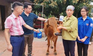 Các nhà hảo tâm trao bò giống cho gia đình chị Phạm Thị Sáu, xã Việt Lập (Tân Yên).