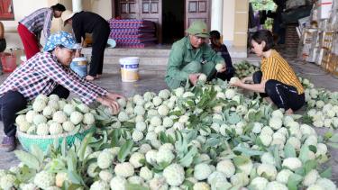 Điểm thu mua na của ông Nguyễn Đức Đê, thôn Liễu Giang, xã Huyền Sơn.