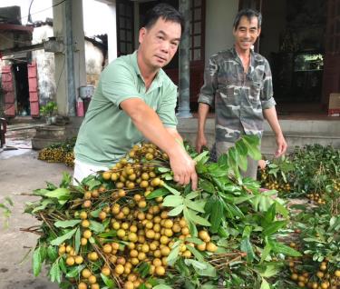 Ông Đặng Văn Ba (trái), thôn Đèo Quạt, xã Lục Sơn (Lục Nam) thu hoạch nhãn sản xuất theo tiêu chuẩn VietGAP.