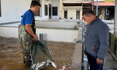 Nhiều thương lái đến tận nơi mua cá giống.